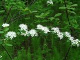 Spiraea media