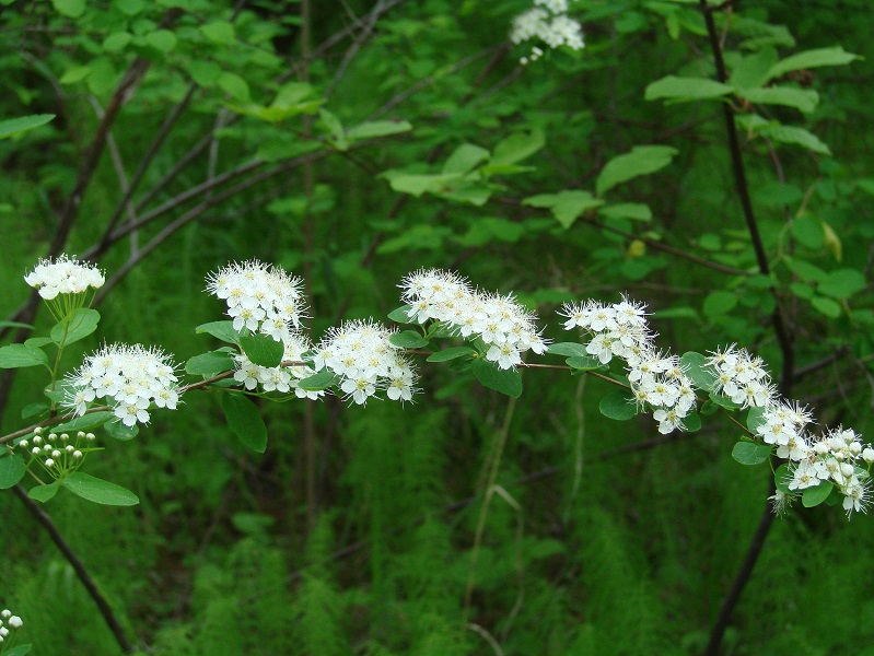 Image of Spiraea media specimen.