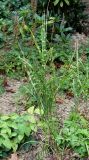 Miscanthus sinensis. Молодое растение ('Zebrinus'). Германия, г. Дюссельдорф, Ботанический сад университета. 14.08.2013.