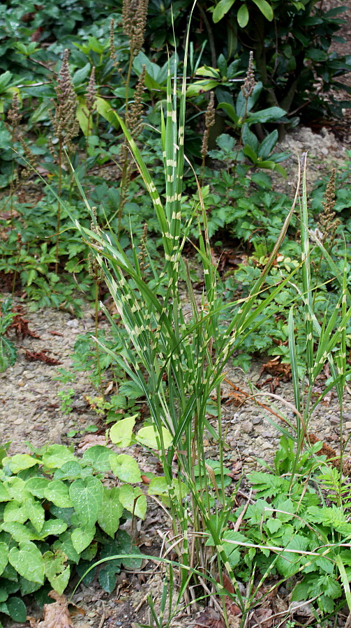 Изображение особи Miscanthus sinensis.