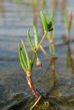 Spergularia marina