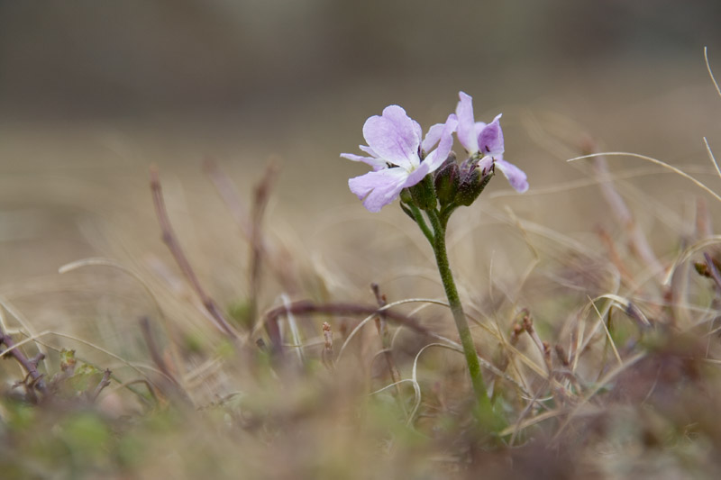 Изображение особи Parrya nudicaulis.