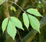 Acer cissifolium