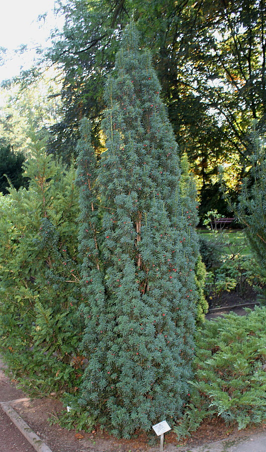 Изображение особи Taxus baccata.