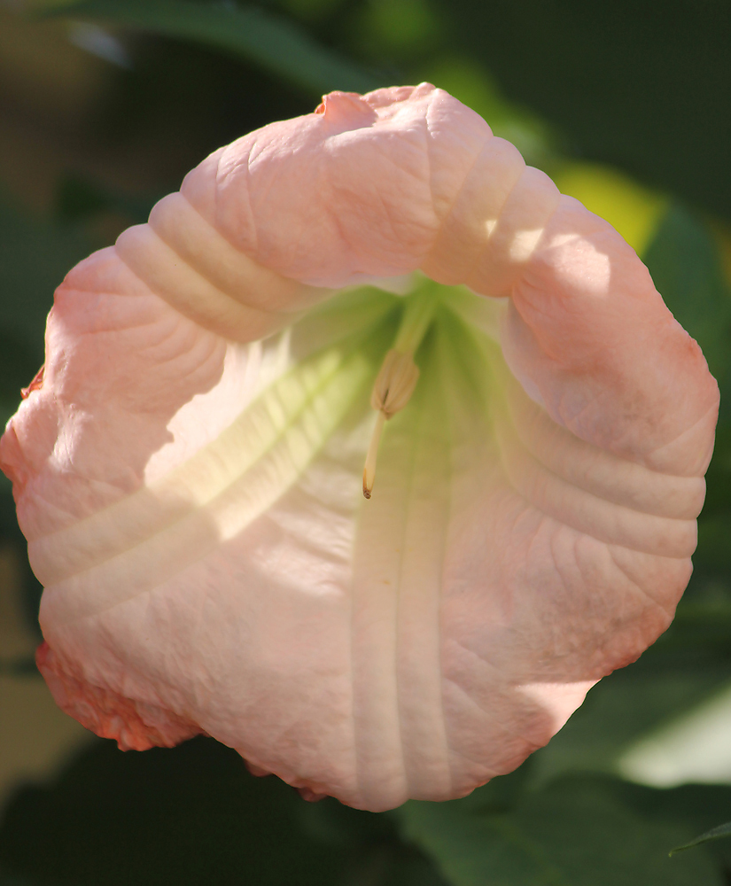 Изображение особи Brugmansia suaveolens.