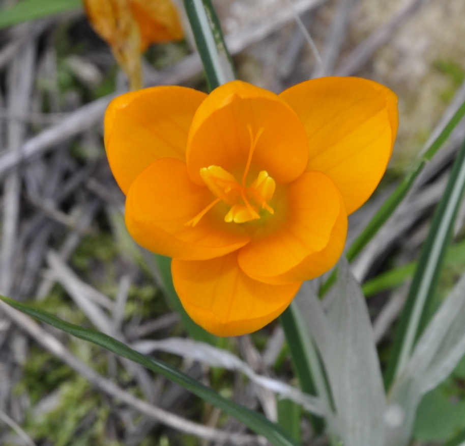 Image of Crocus olivieri specimen.