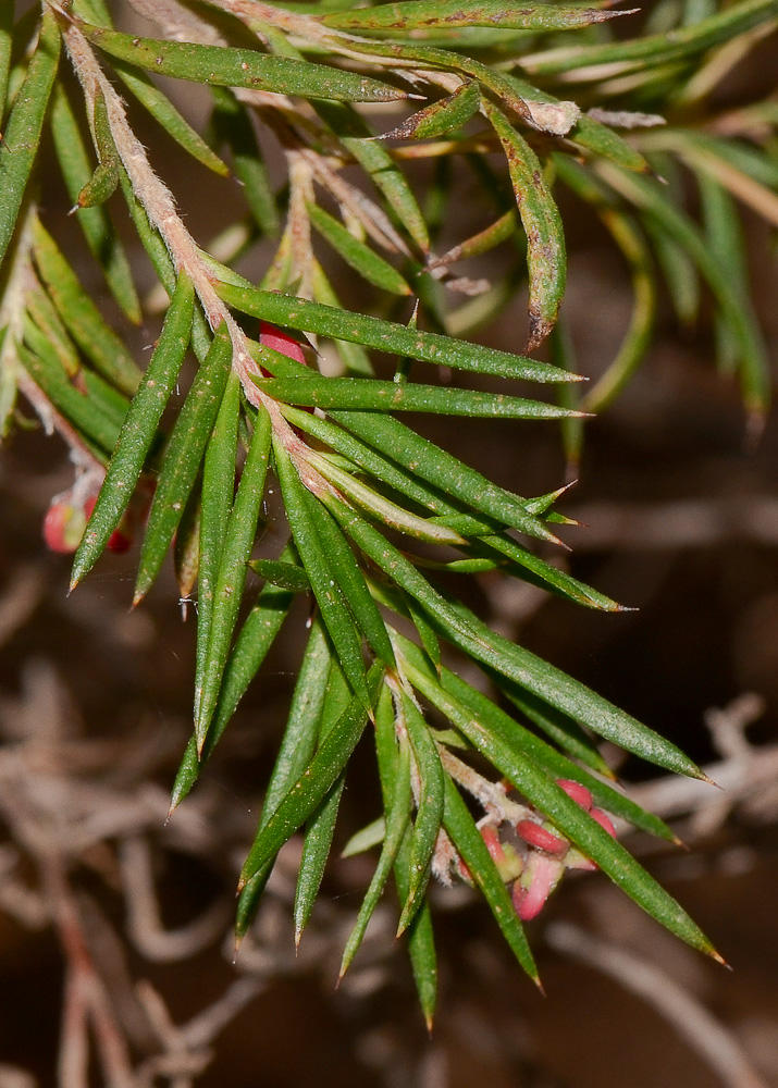 Image of Grevillea rosmarinifolia specimen.