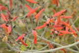 Justicia californica. Цветки с фуражирующими пчёлами. США, Калифорния, Joshua Tree National Park. 19.02.2014.