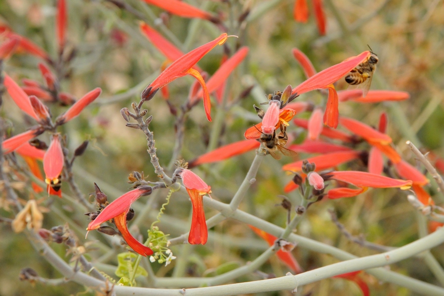 Image of Justicia californica specimen.