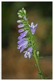 Campanula bononiensis