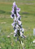 Aconitum leucostomum. Соцветие. Восточно-Казахстанская обл., г. Риддер, окр. Малоульбинского вдхр., склон сопки. 29.07.2008.