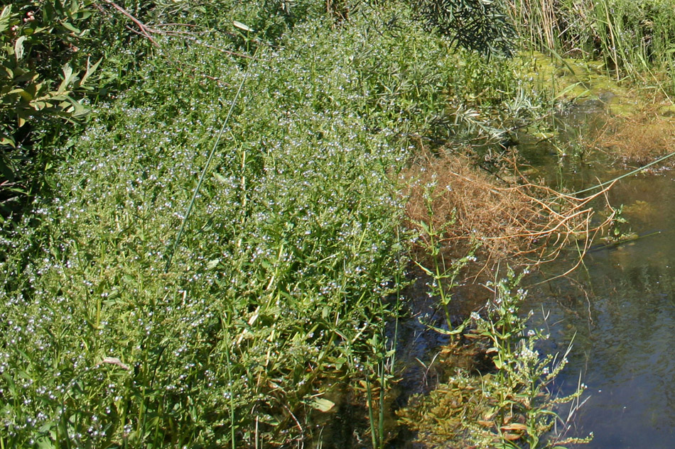 Изображение особи Veronica anagallis-aquatica.