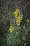 род Linaria. Соцветия. Крым, Керченский п-ов, Опукский заповедник. 26.04.2014.