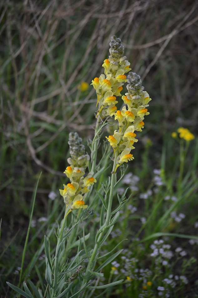 Изображение особи род Linaria.