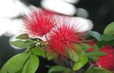 род Calliandra