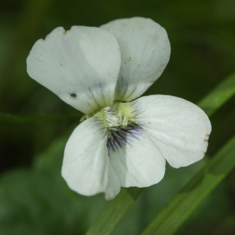 Image of Viola sororia specimen.