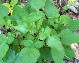 genus Lapsana