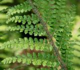 Polystichum setiferum