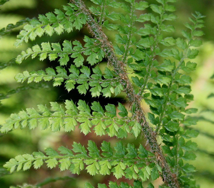 Image of Polystichum setiferum specimen.