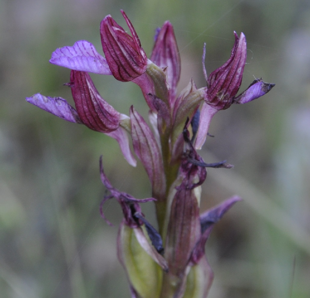 Изображение особи Anacamptis papilionacea.