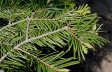 Abies grandis. Ветки. Германия, г. Дюссельдорф, Ботанический сад университета. 04.05.2014.