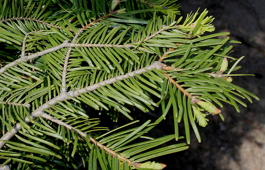 Image of Abies grandis specimen.
