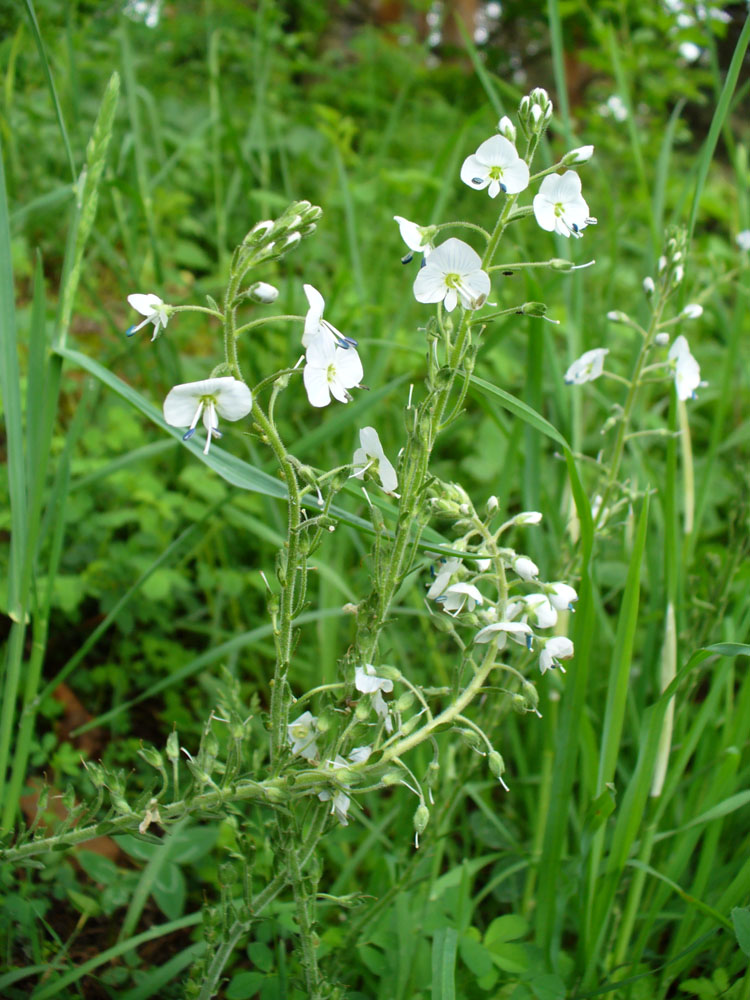 Image of Veronica gentianoides specimen.