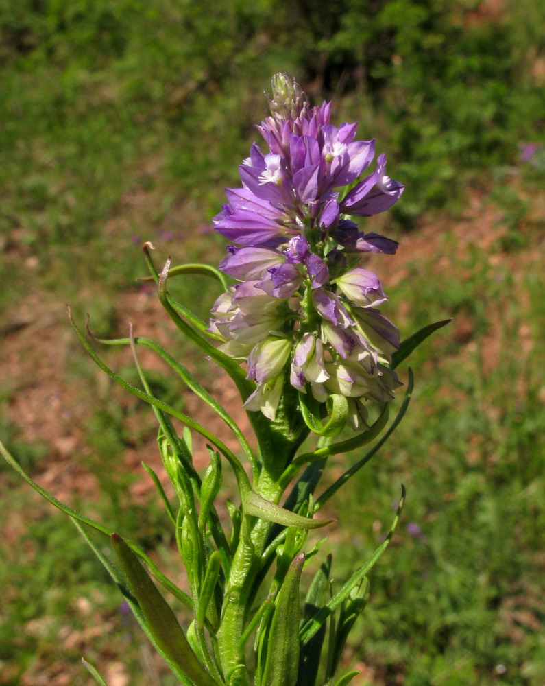 Image of Polygala wolfgangiana specimen.