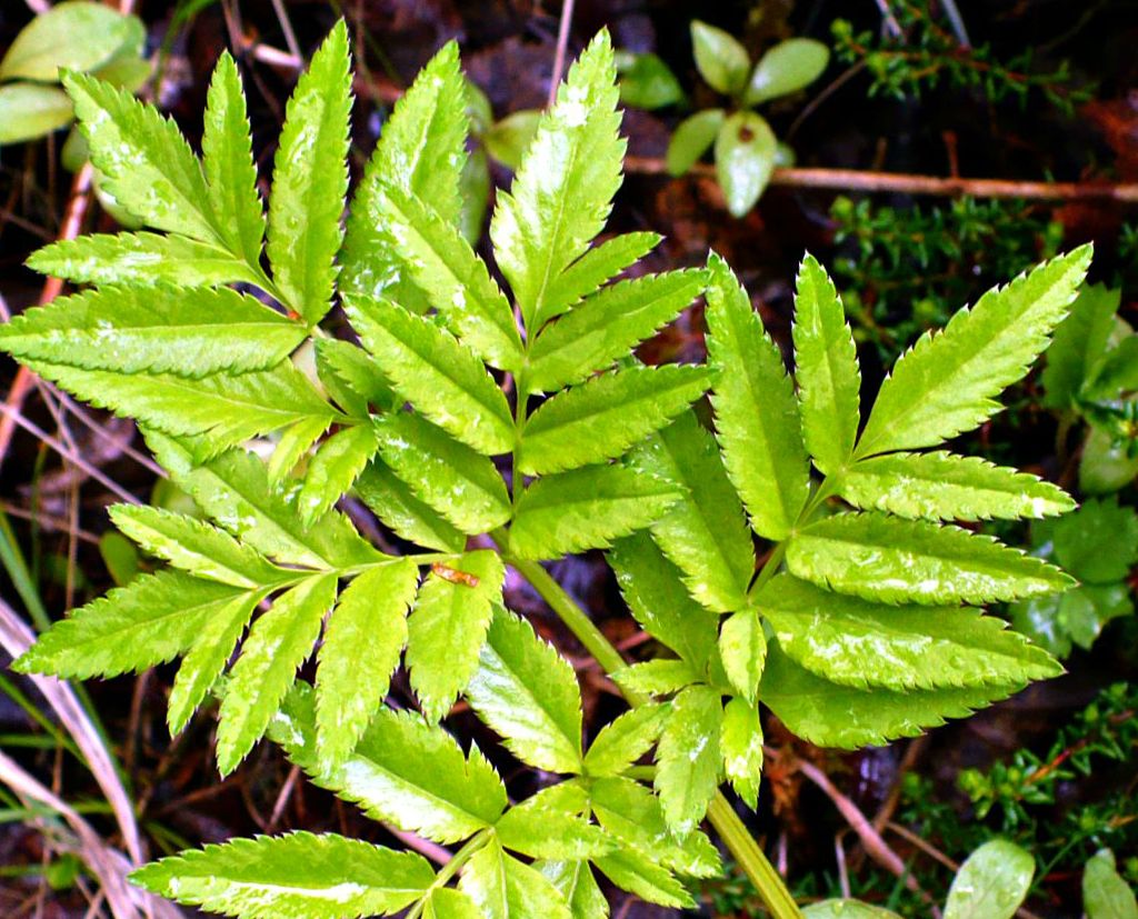 Изображение особи Angelica sylvestris.