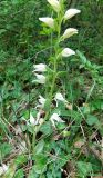 Cephalanthera epipactoides