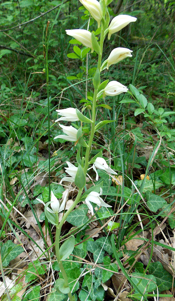 Изображение особи Cephalanthera epipactoides.