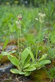 Primula veris. Плодоносящее растение. Ленинградская обл., Волосовский р-н, окр. дер. Большое Заречье, низкотравный луг на известняке. 08.06.2014.