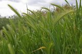 Hordeum murinum