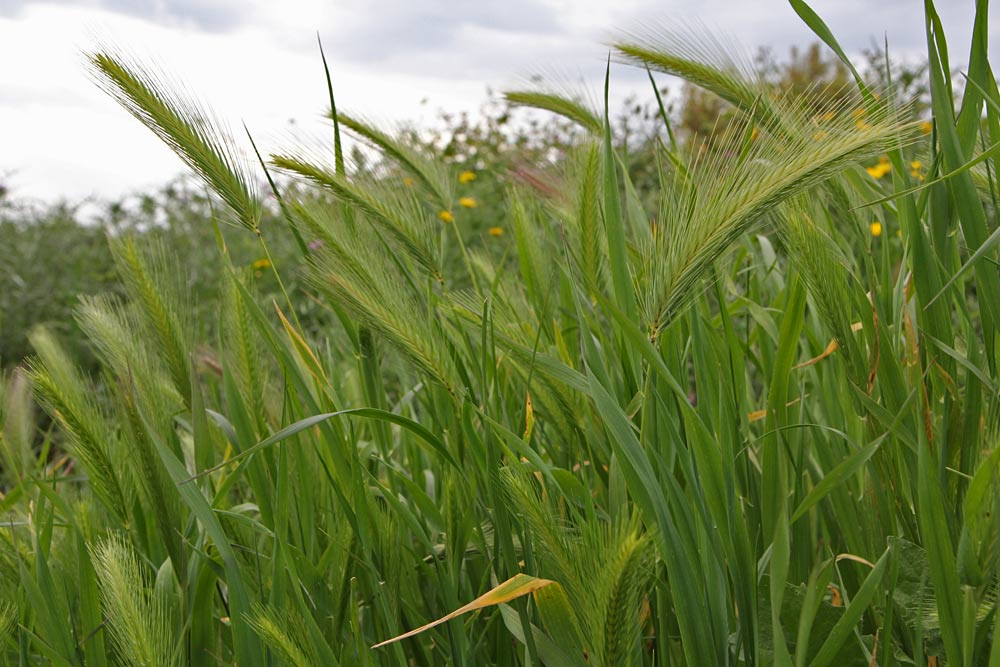 Изображение особи Hordeum murinum.