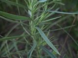 Linaria biebersteinii. Часть побега. Белгородская обл., Губкинский р-н, запов. \"Белогорье\", \"Ямская степь\". 16 июня 2009 г.