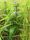 Gentiana cruciata