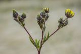 genus Potentilla. Соцветие. Ростовская обл., Мясниковский р-н, Чулекская балка. 01.06.2014.