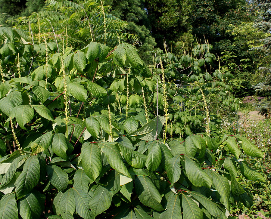 Image of Aesculus parviflora specimen.