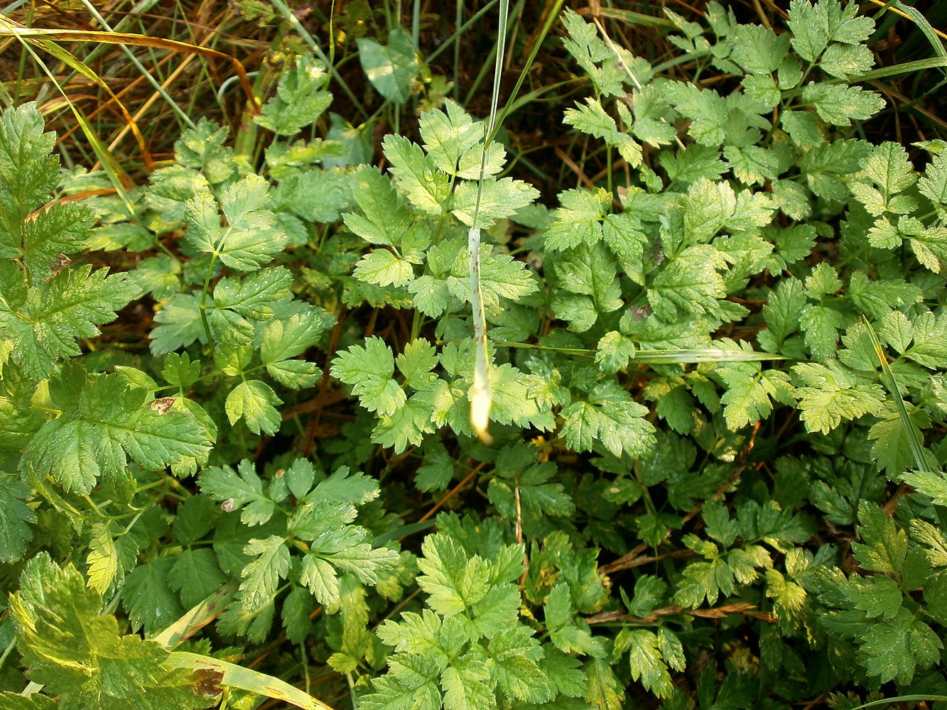 Image of familia Apiaceae specimen.