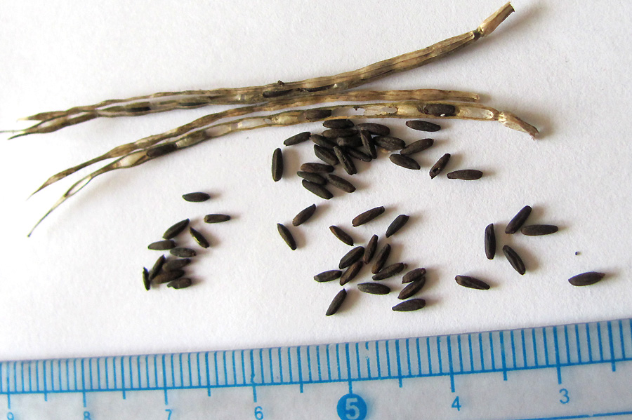 Image of Alliaria petiolata specimen.
