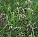 Poa bulbosa ssp. vivipara