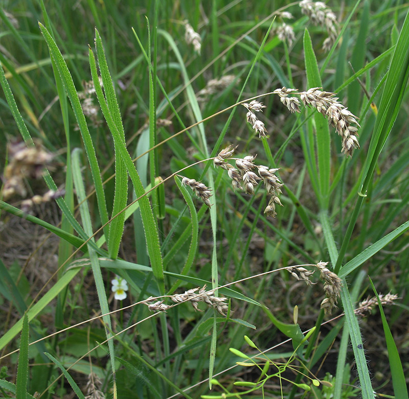 Изображение особи Poa bulbosa ssp. vivipara.