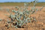 Salsola acutifolia