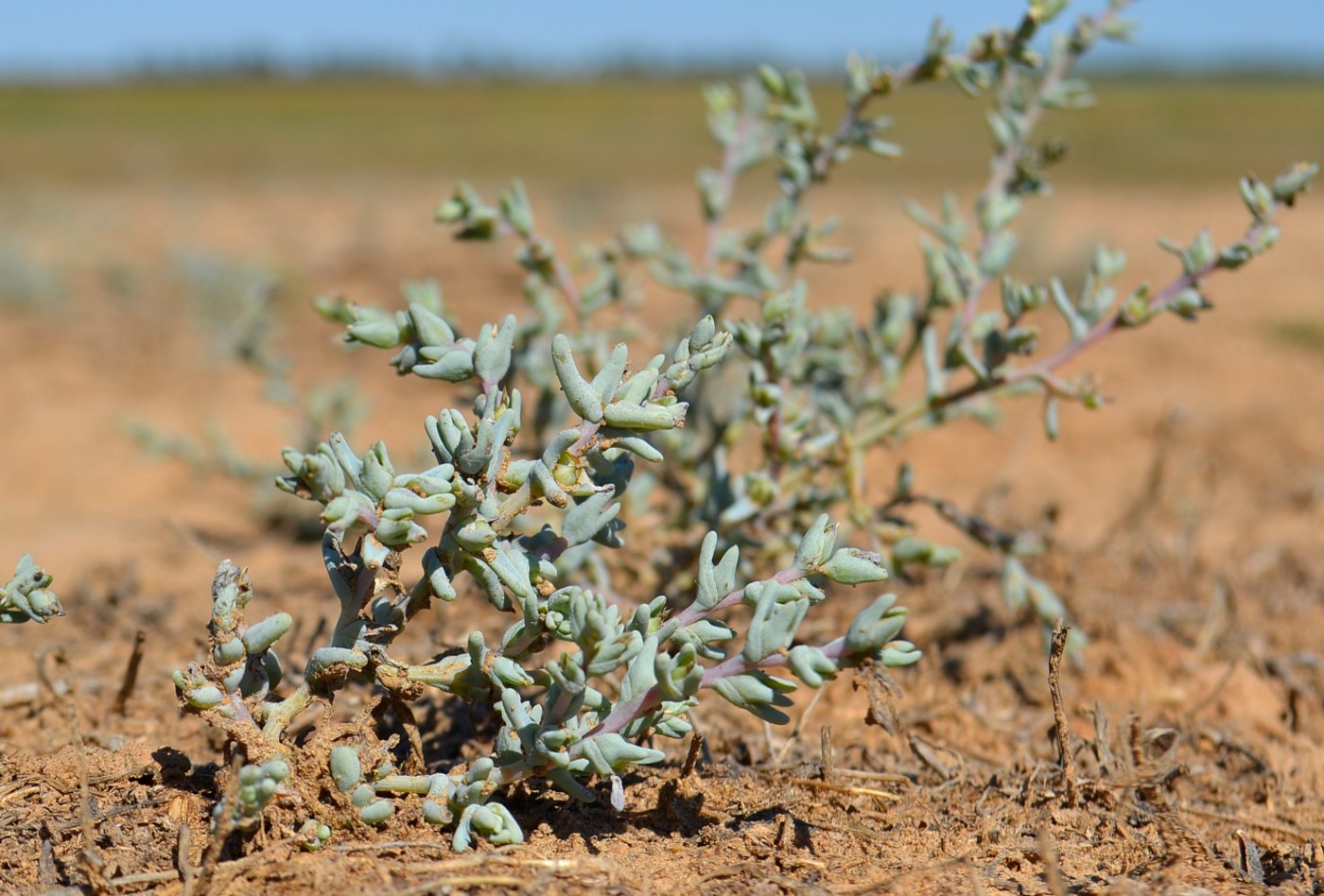 Изображение особи Salsola acutifolia.