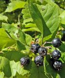 genus Crataegus. Соплодие и листья. Подмосковье, г. Одинцово, придомовые посадки. Сентябрь 2014 г.
