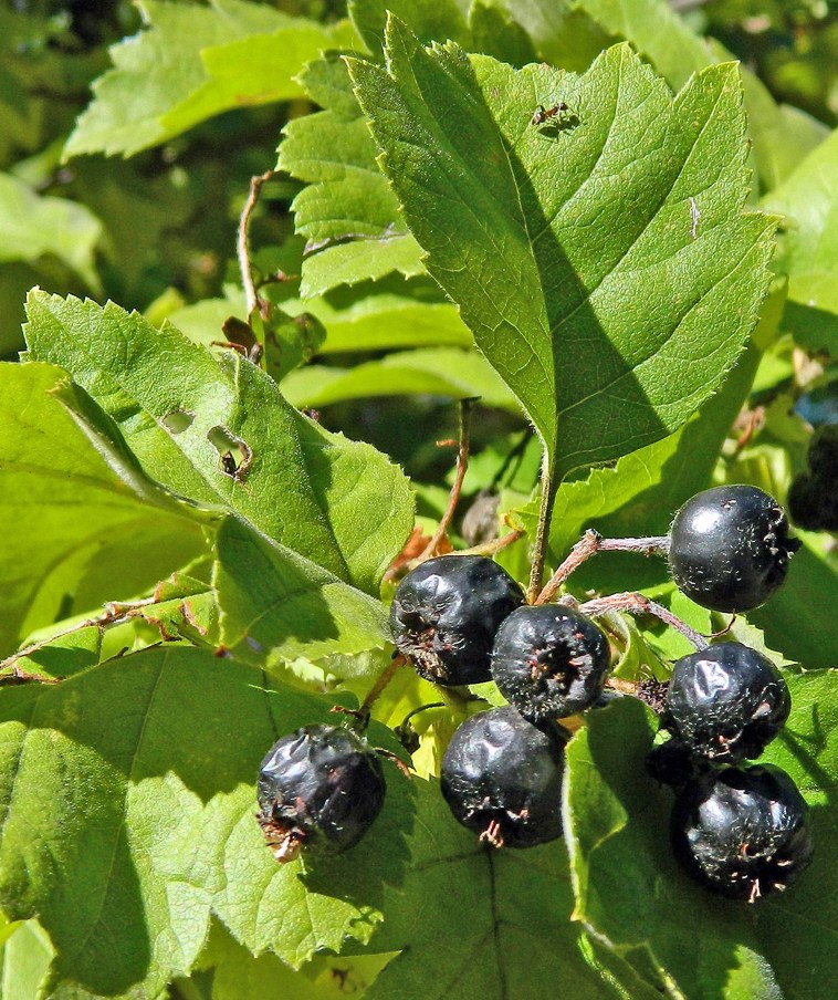 Image of genus Crataegus specimen.