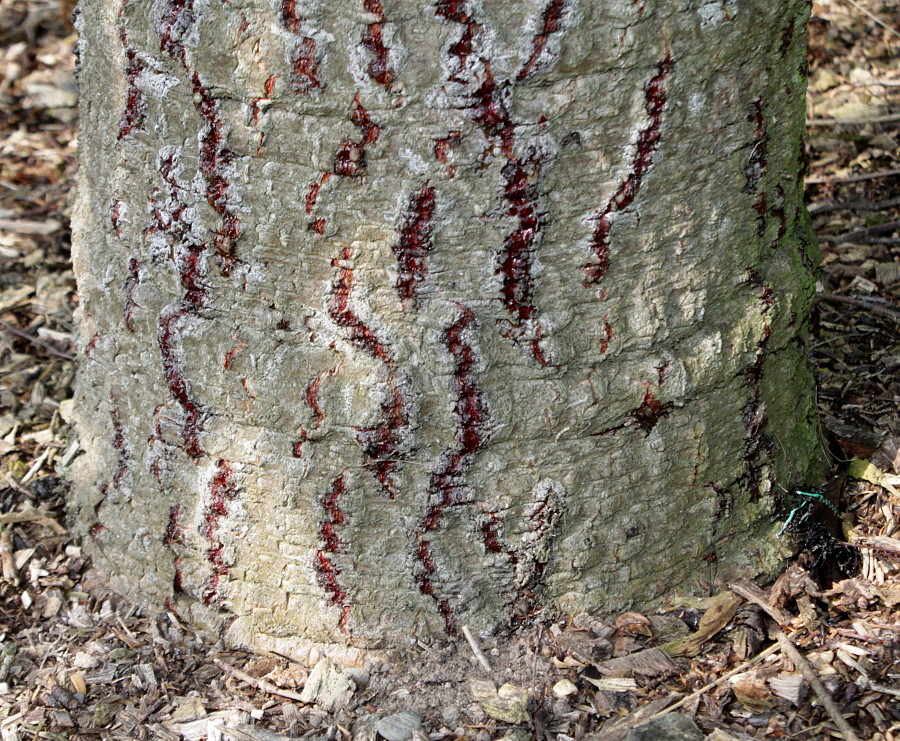 Image of Araucaria araucana specimen.