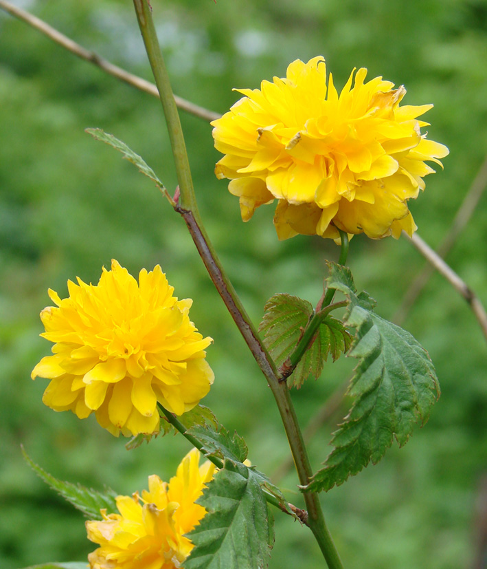 Изображение особи Kerria japonica var. pleniflora.