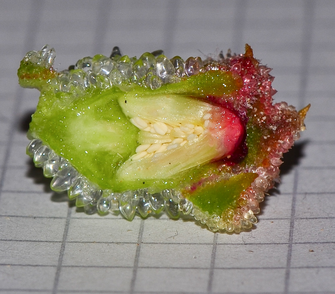 Image of Mesembryanthemum crystallinum specimen.