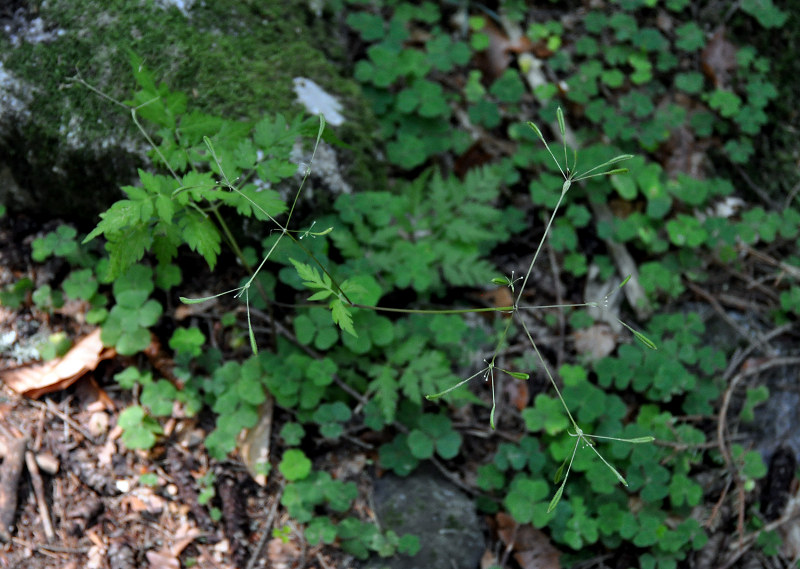 Image of Osmorhiza aristata specimen.